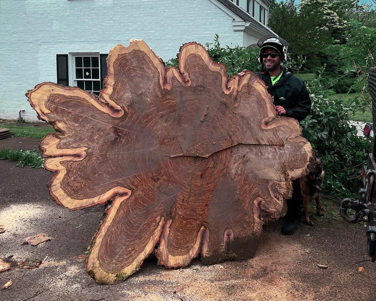 Nature´s Beauty Tree Service gallery 2