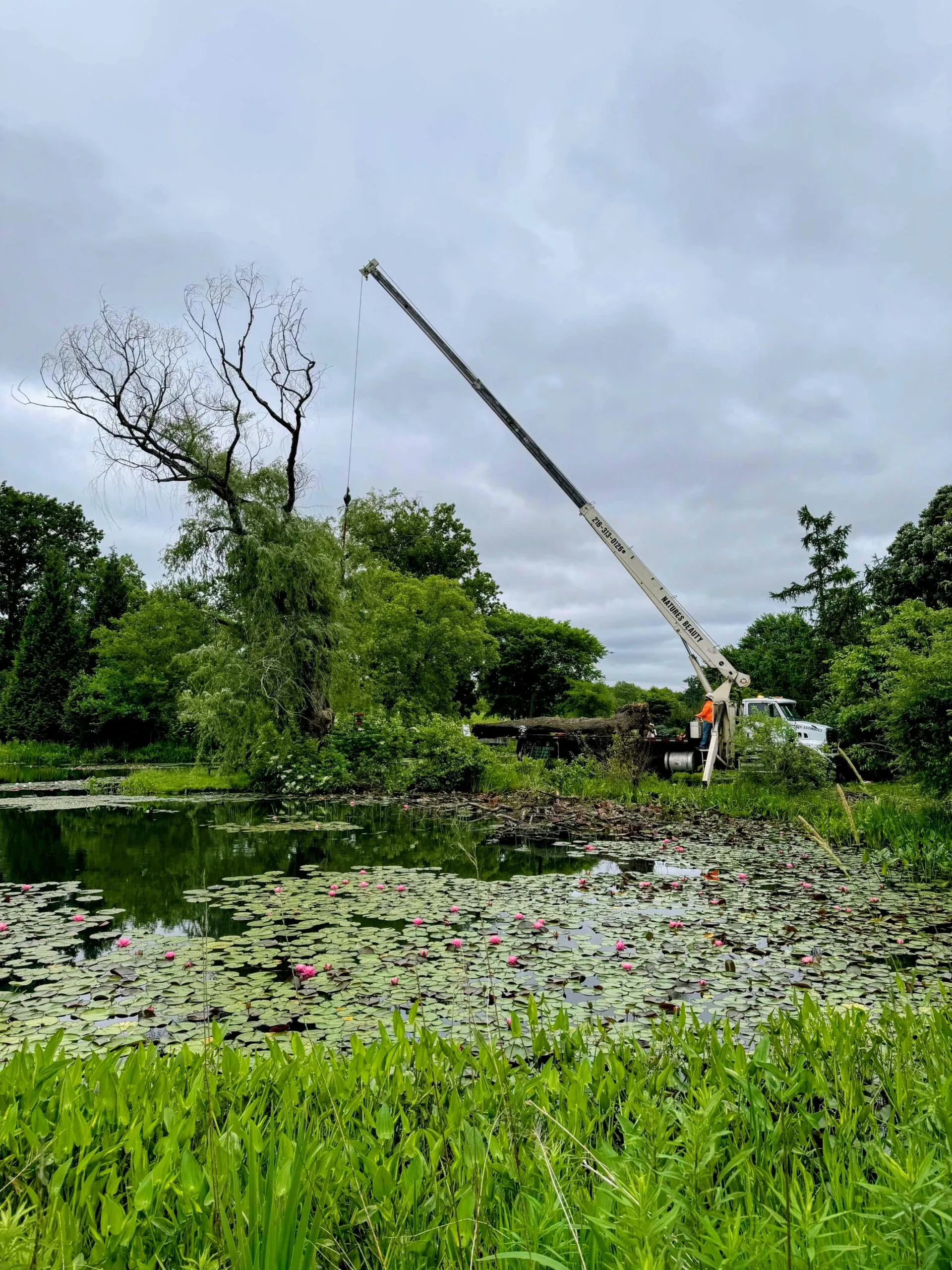 Nature´s Beauty Tree Service gallery 5