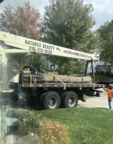 Nature´s Beauty Tree Service gallery 8