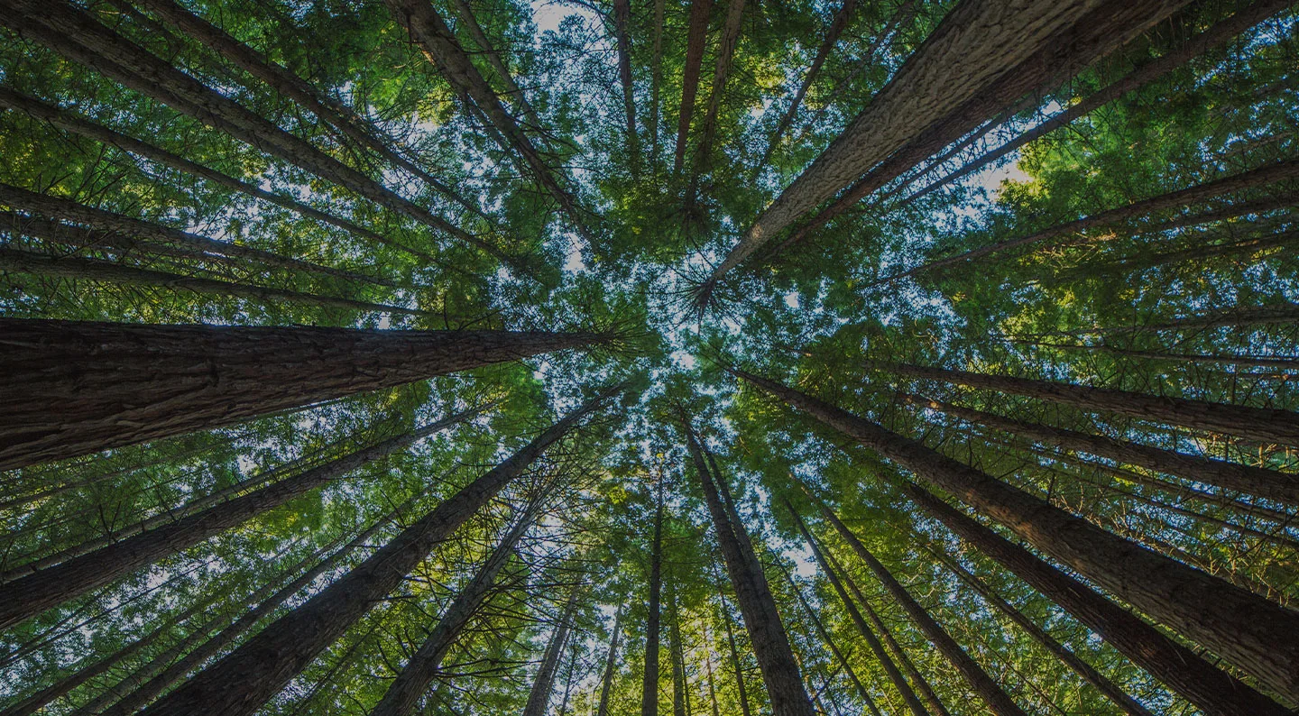 Newcomb Tree Service gallery 3