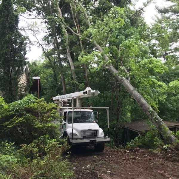 Newcomb Tree Service gallery 8