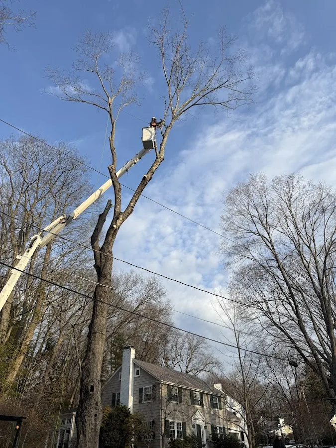 Norfolk Tree Service, LLC gallery 2