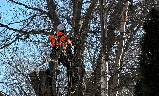 Norfolk Tree Service, LLC gallery 3