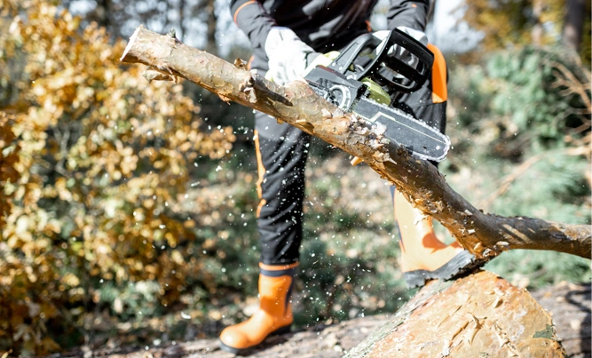 Norfolk Tree Service, LLC gallery 4