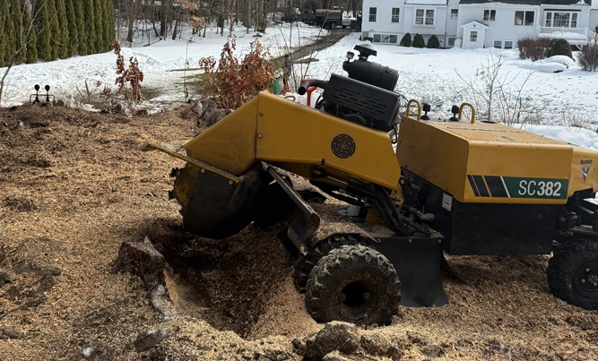 Norfolk Tree Service, LLC gallery 5