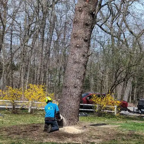 Norfolk Tree Service, LLC gallery 8