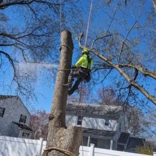 Norfolk Tree Service, LLC gallery 9