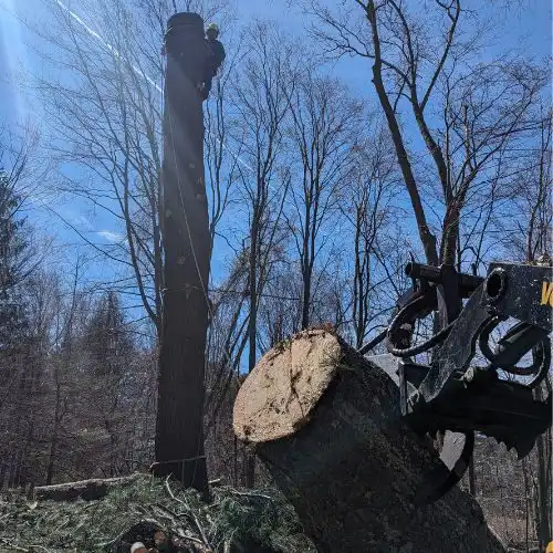 Norfolk Tree Service, LLC gallery 10