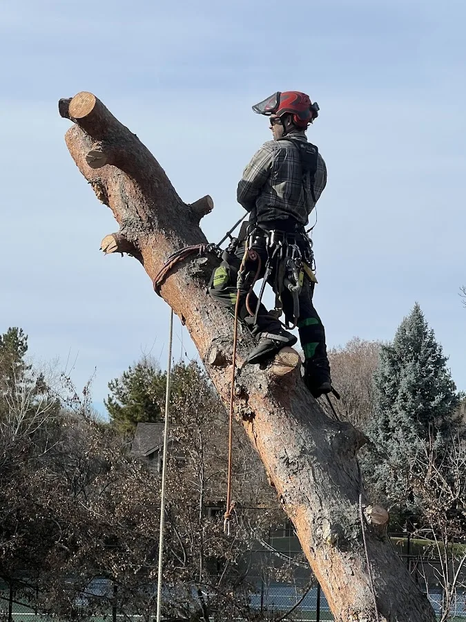 North Fork Tree Service LLC