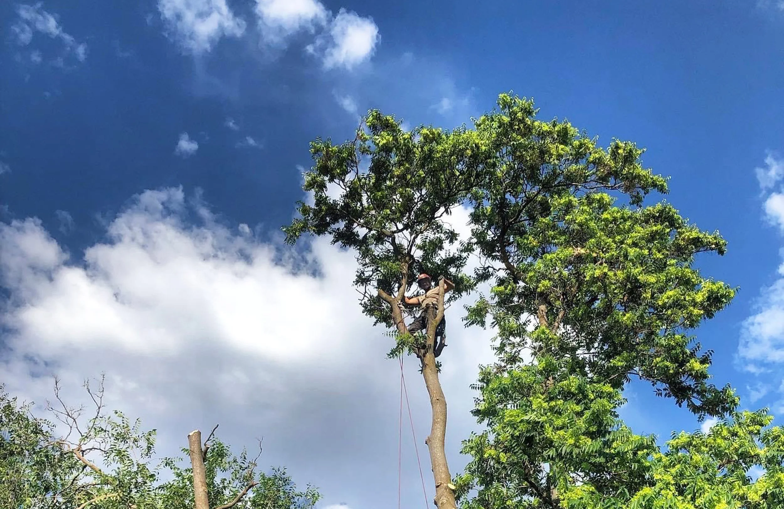 North Fork Tree Service LLC gallery 2