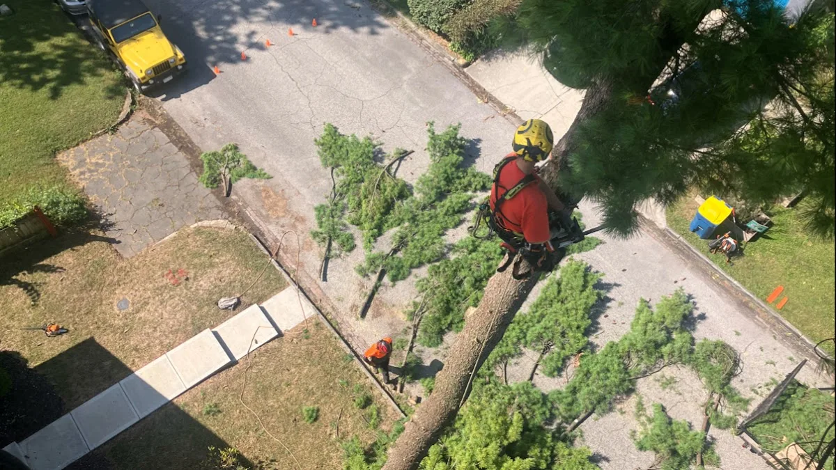 Nova Tree Care work site