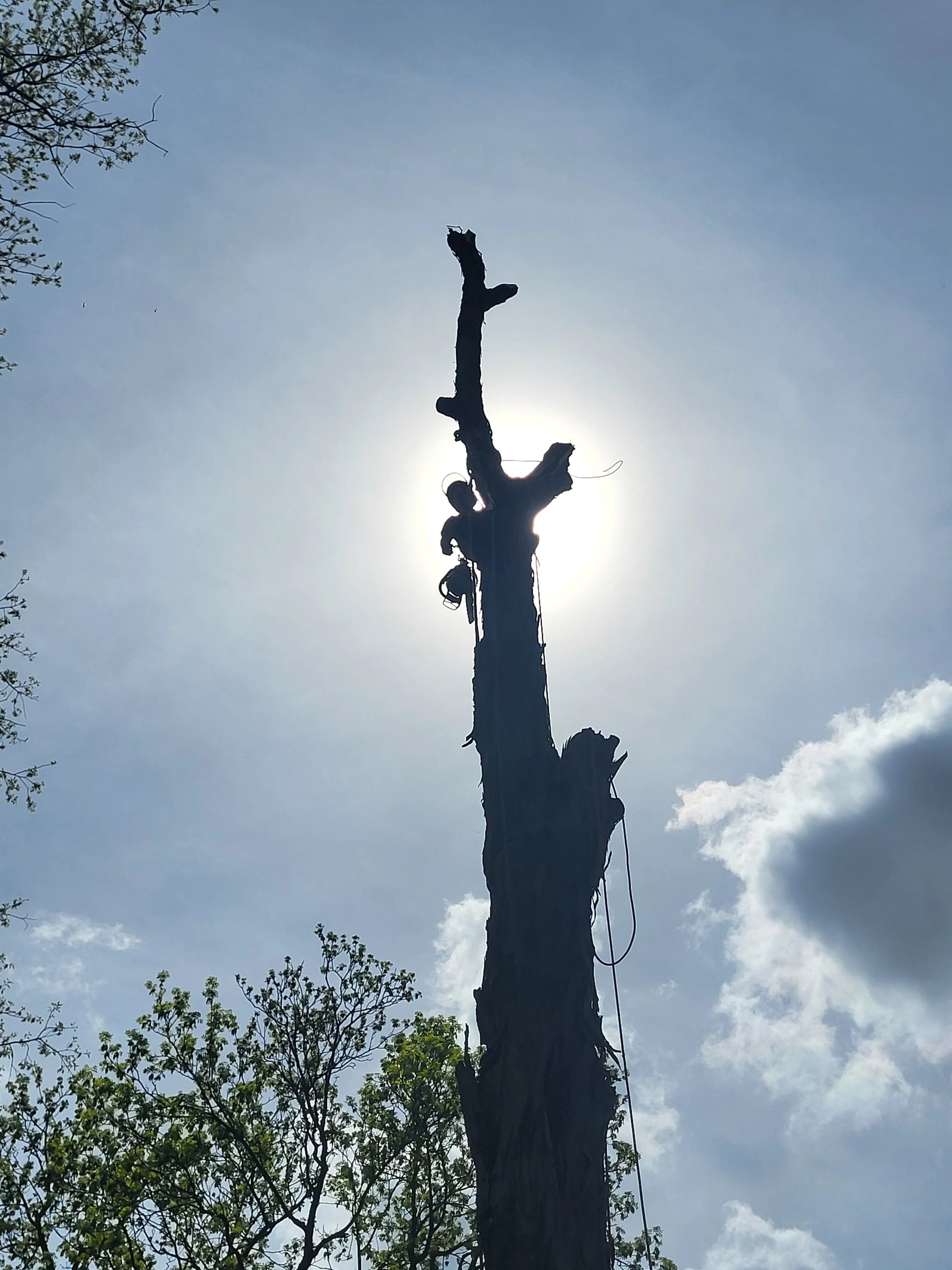 Nova Tree Care gallery 3