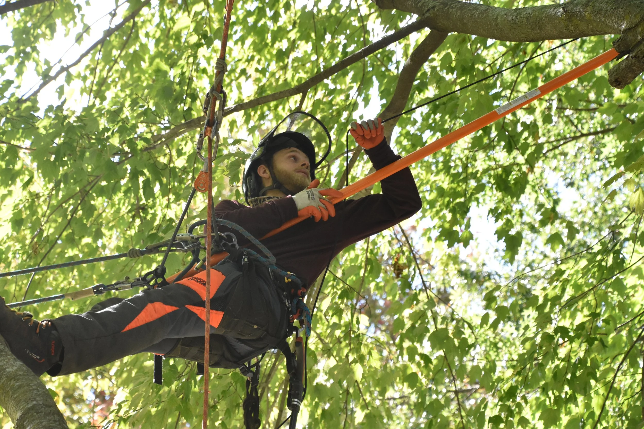 Nova Tree Care gallery 4