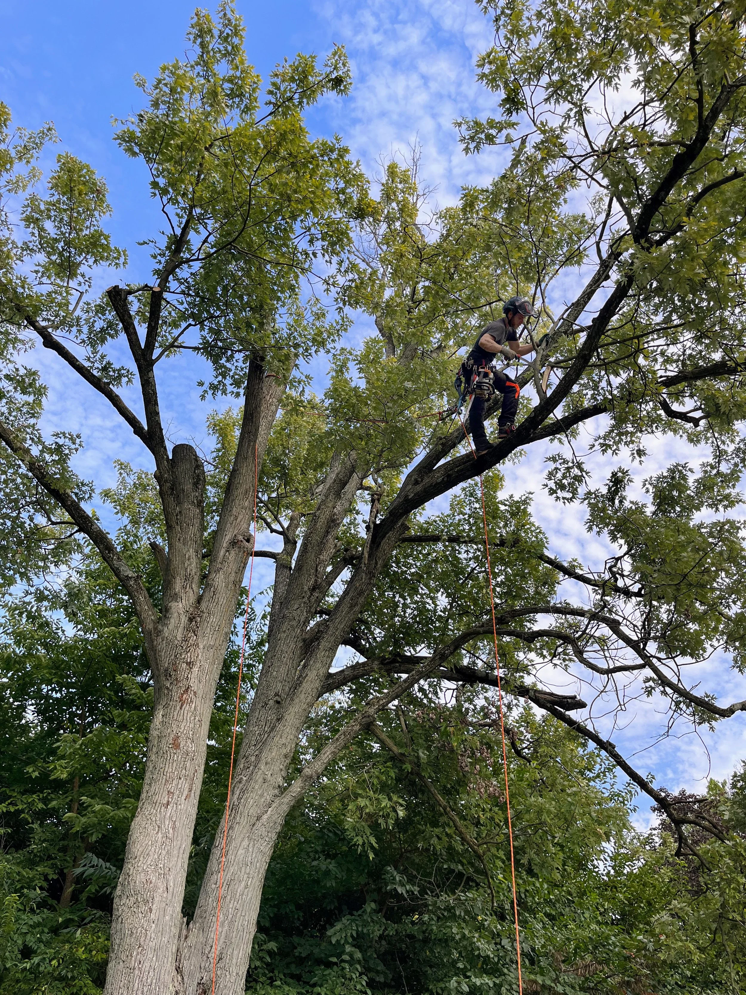 Nova Tree Care gallery 5