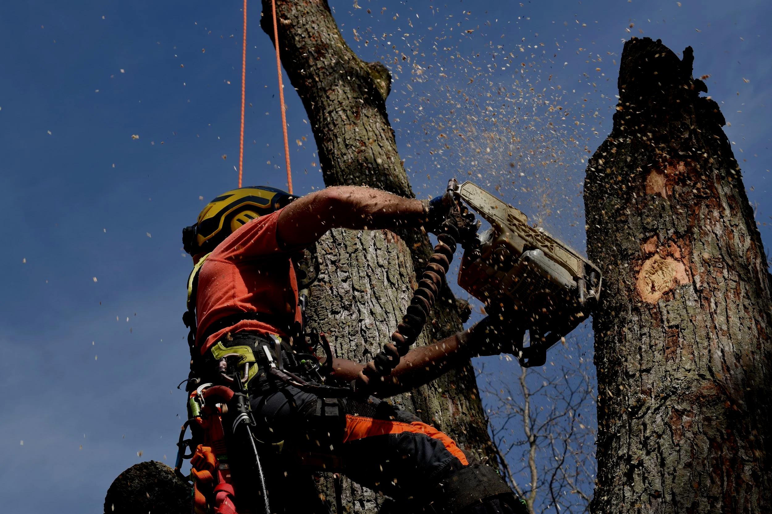 Nova Tree Care gallery 6
