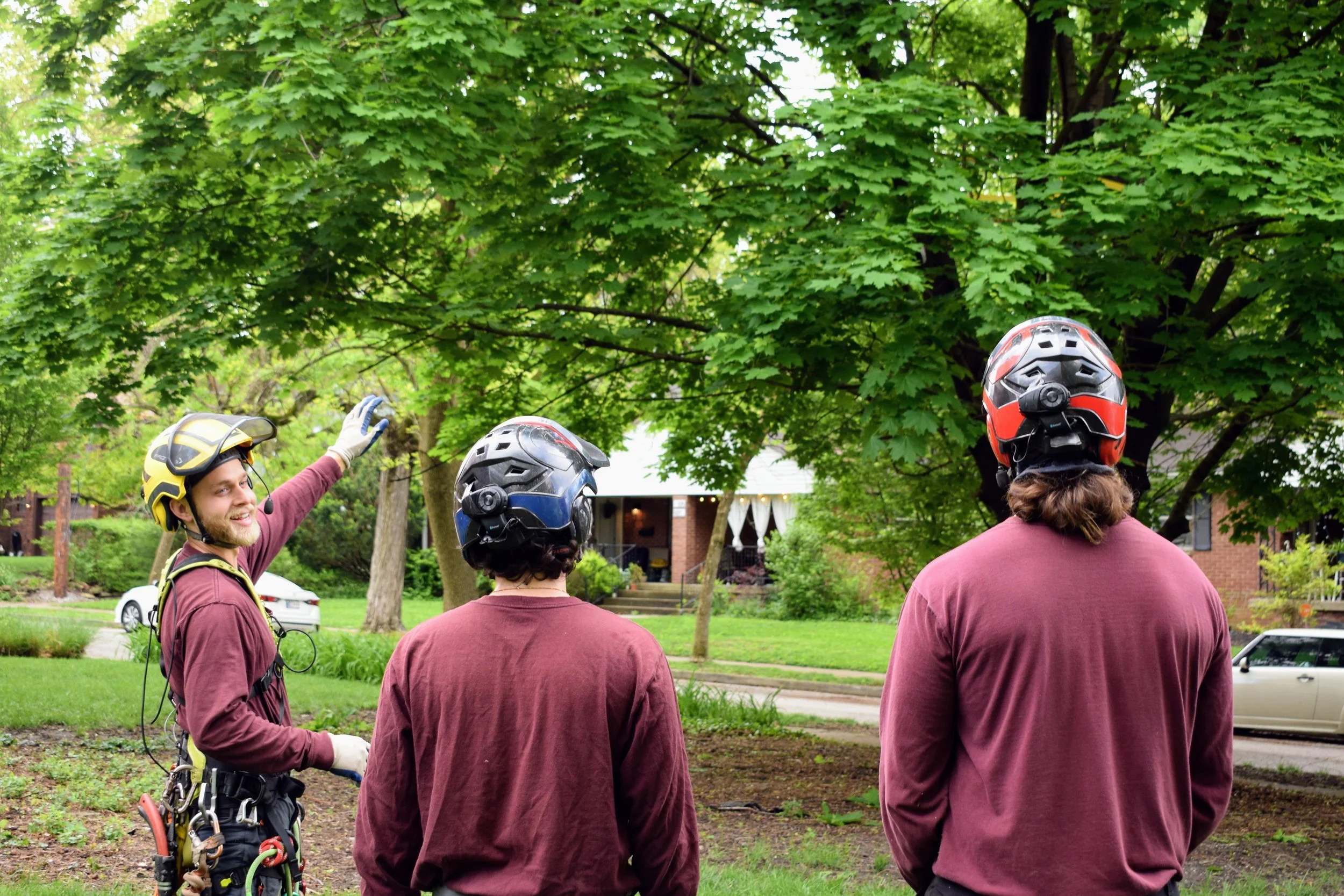 Nova Tree Care gallery 8