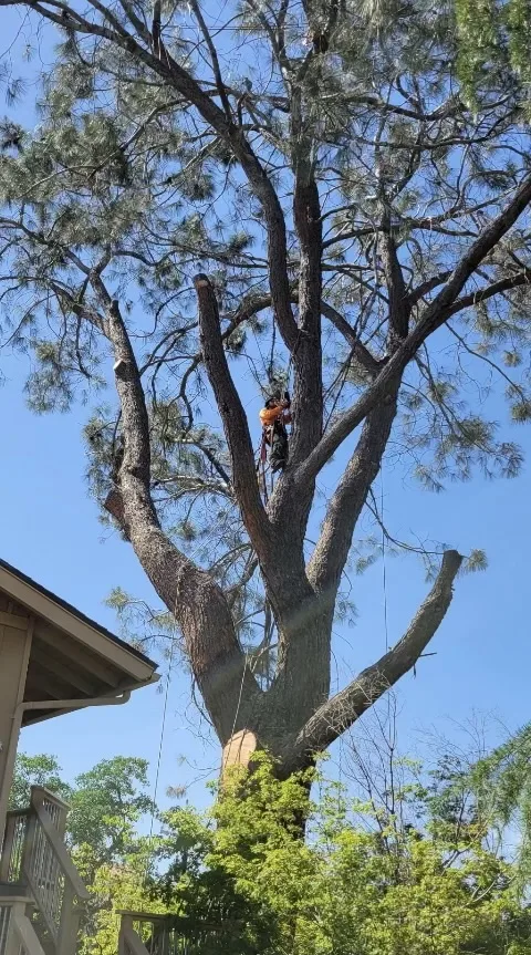 Nova Tree Solutions, LLC