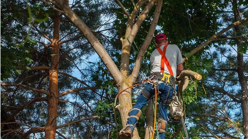 NYC Tree Trimming & Removal