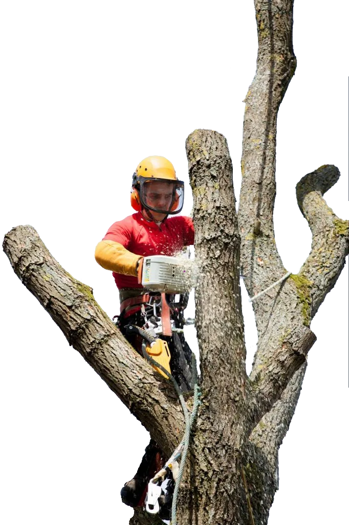 NYC Tree Trimming & Removal gallery 3