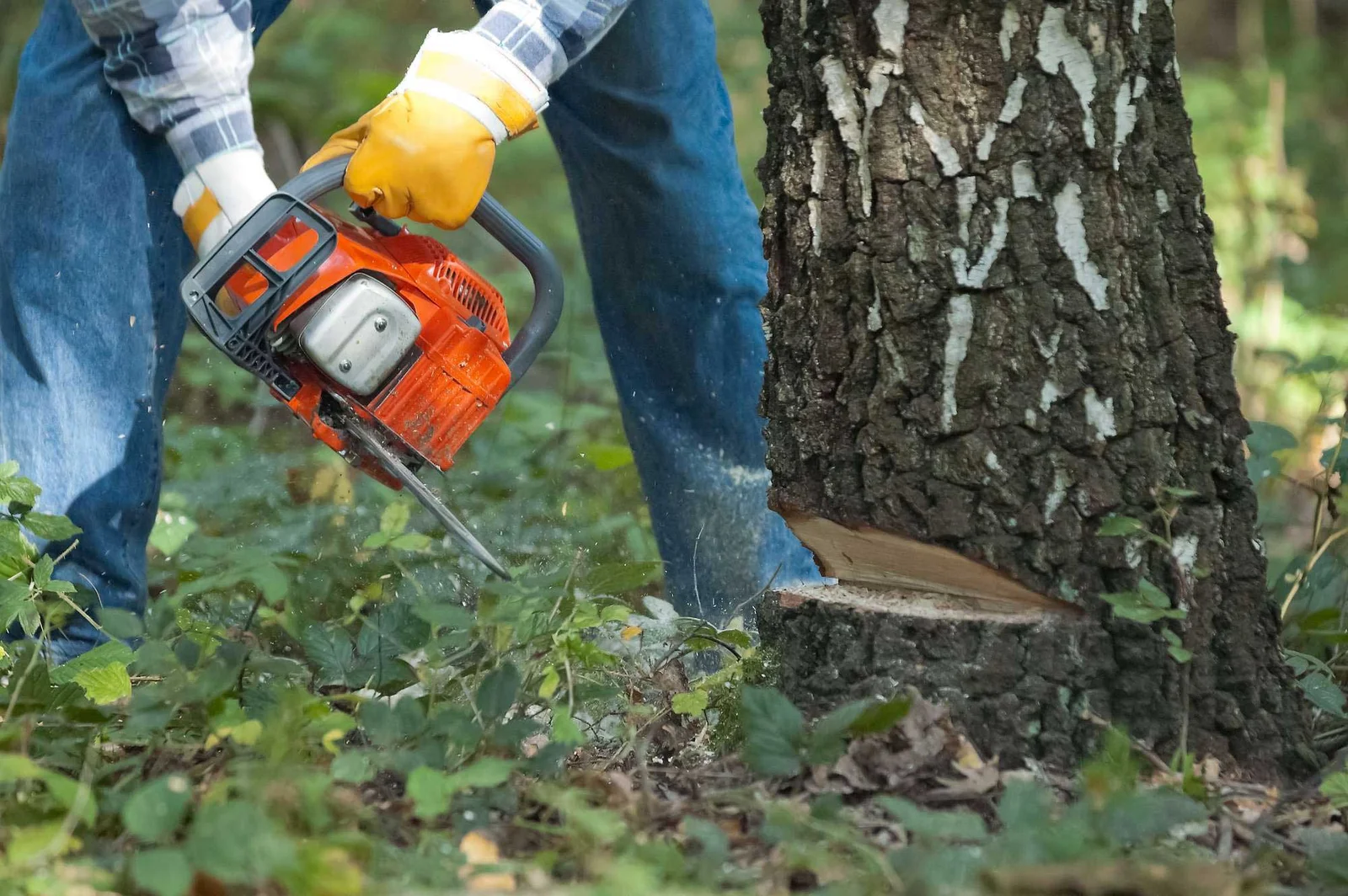 NYC Tree Trimming & Removal gallery 5