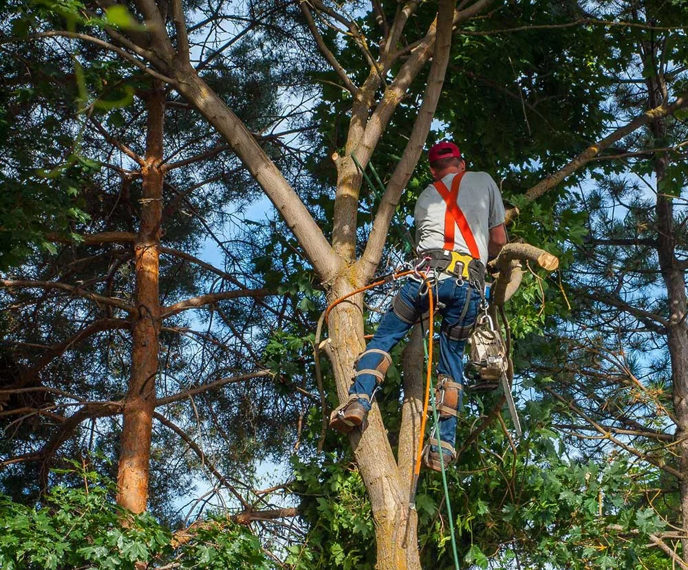 NYC Tree Trimming & Removal gallery 6