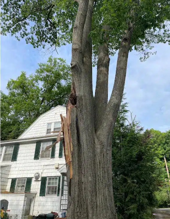 On a Limb Tree Care gallery 2