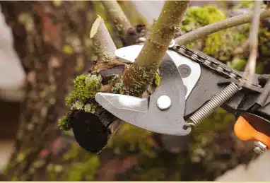 On a Limb Tree Care gallery 4