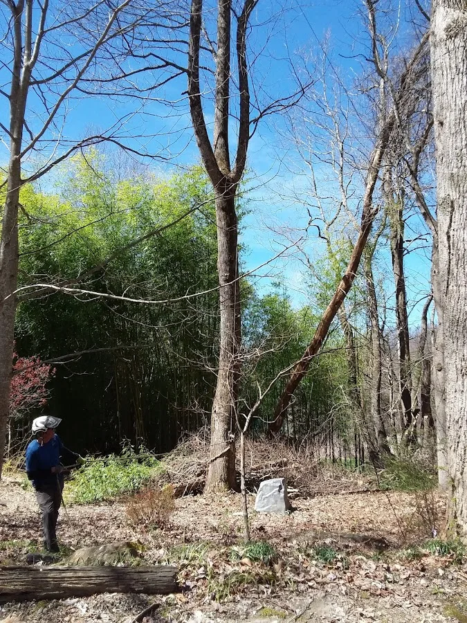 Organic Tree Services work site