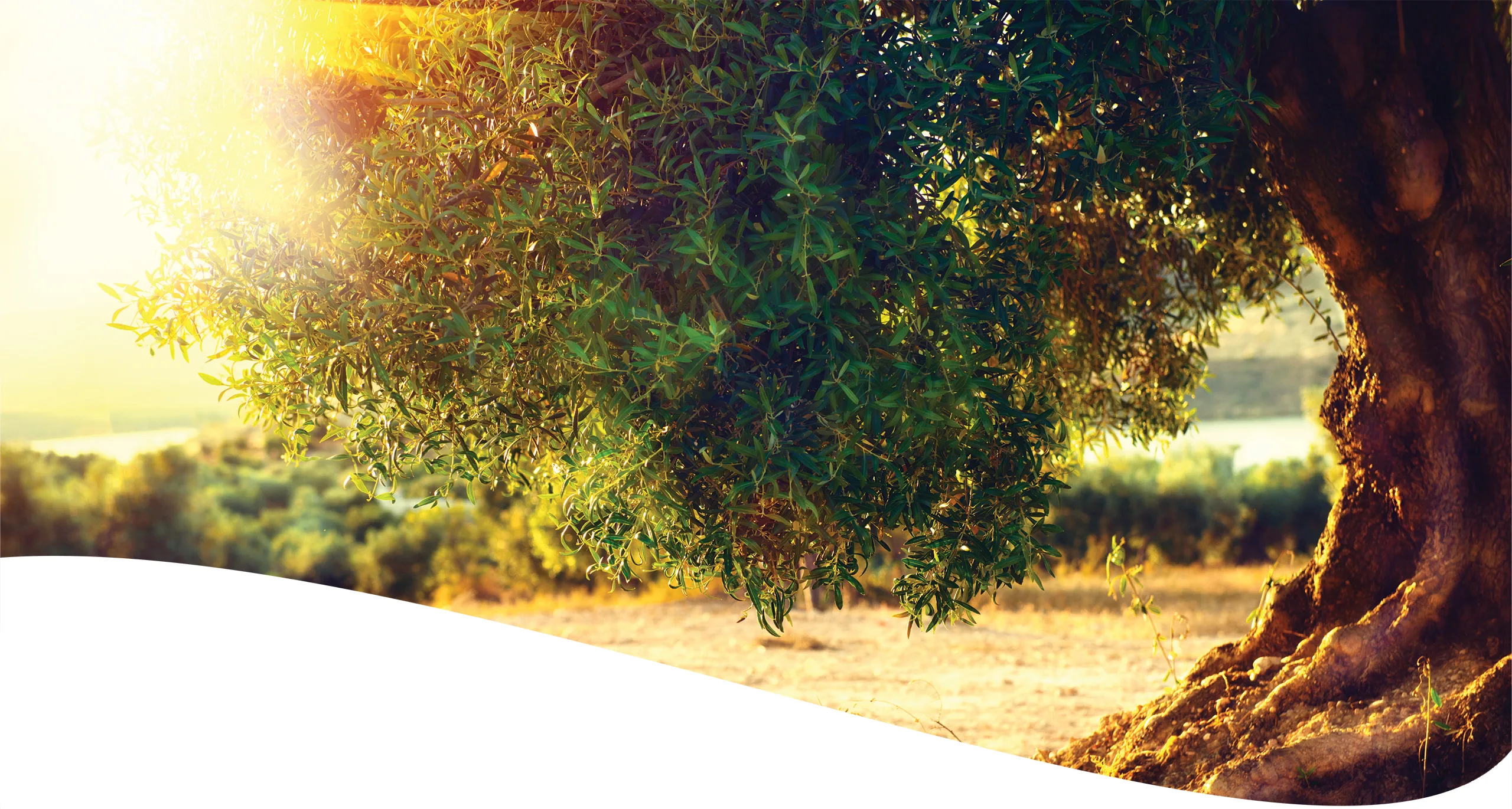 Organic Tree Services gallery 2