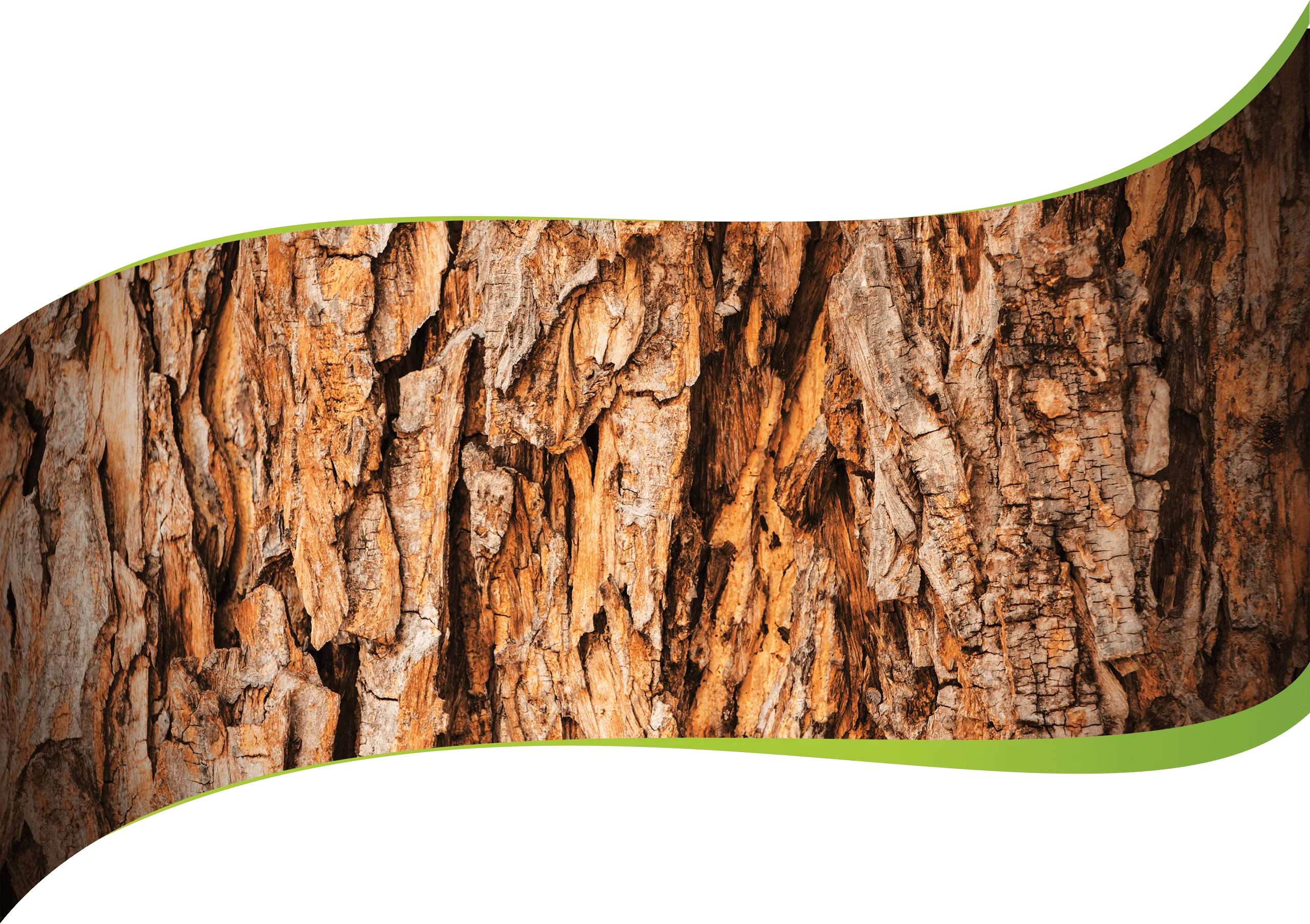 Organic Tree Services gallery 4