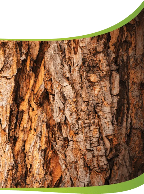 Organic Tree Services gallery 5