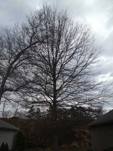 Organic Tree Services gallery 8