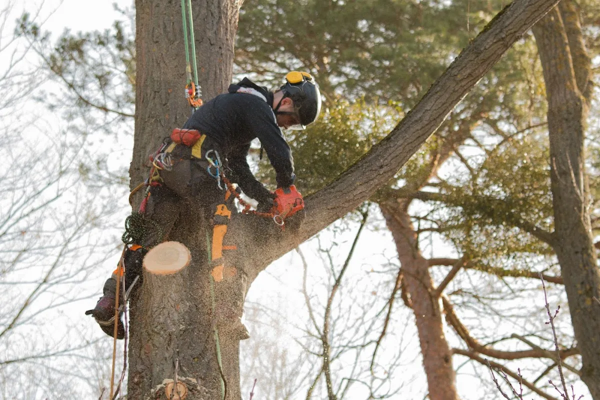 Owens Tree Service - Arborist Emergency Calls in the Bronx: From 2944 Waterbury Ave to Stump Grinding