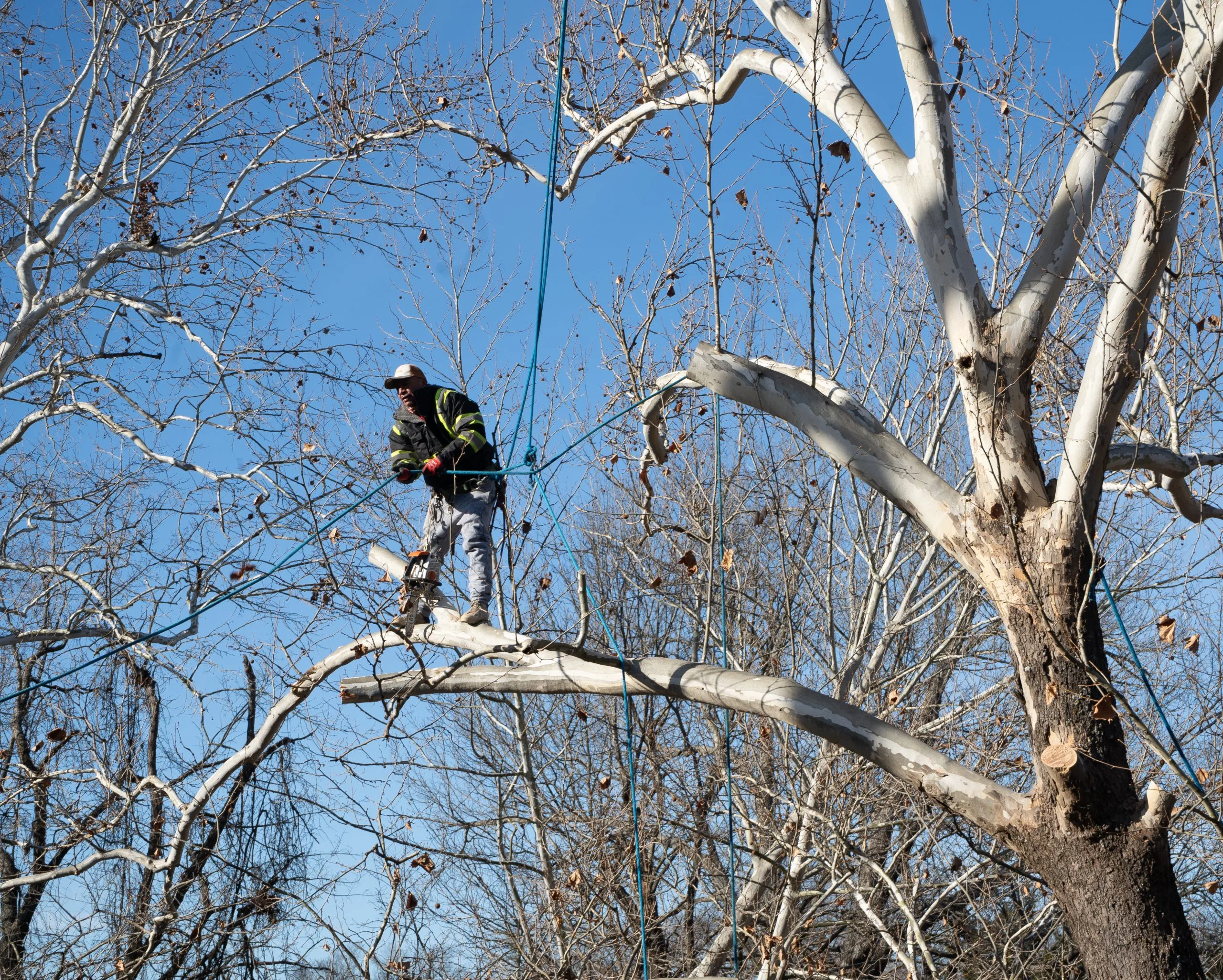 Parker Tree Service gallery 8