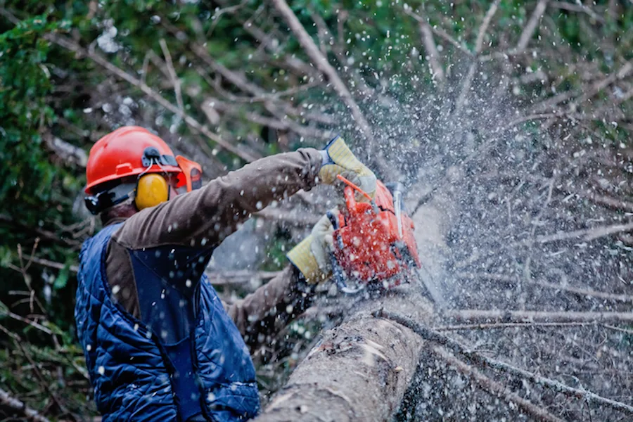 Parma Tree Service