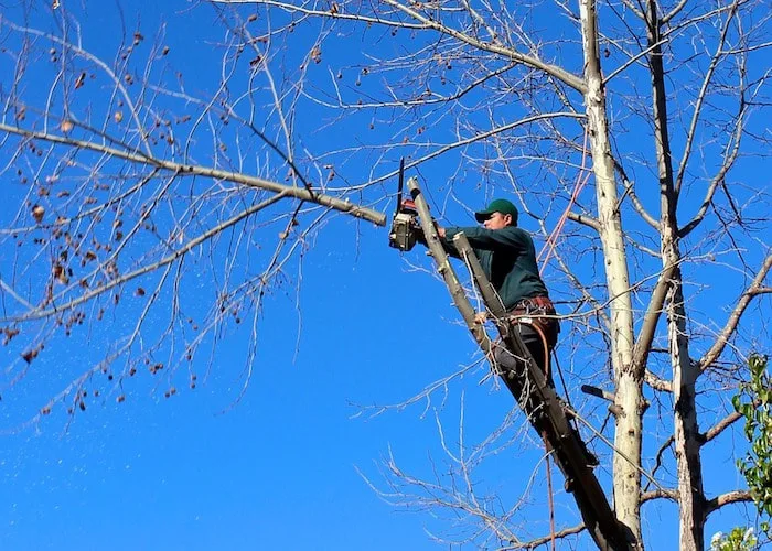 Parma Tree Service gallery 2