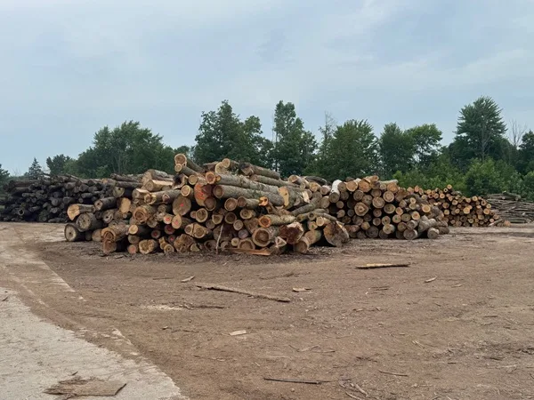 Parma Tree Service gallery 4
