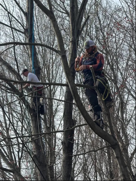 Parma Tree Service gallery 5