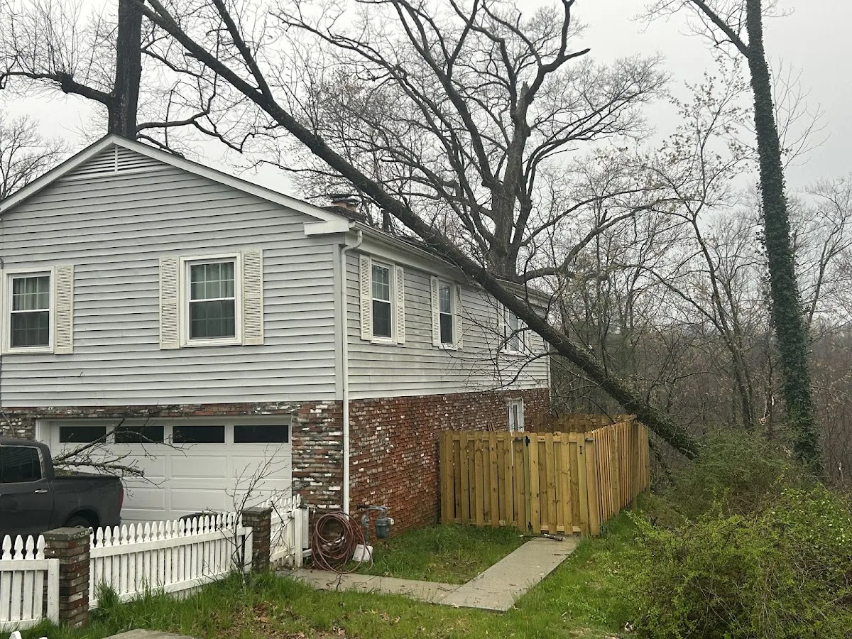 Patriot Tree Experts work site