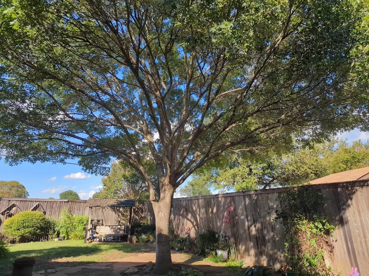 Perfect Trees work site