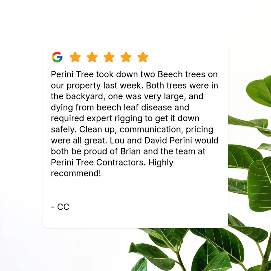 Perini Tree Contractors gallery 2