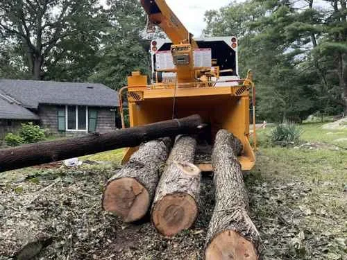 Perini Tree Contractors gallery 4