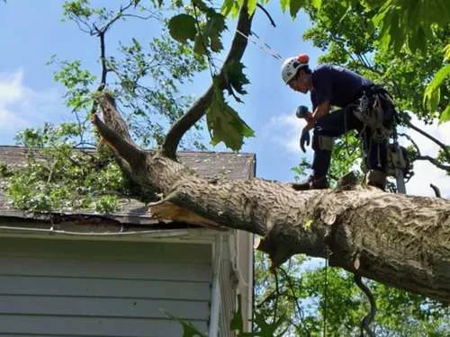 Perini Tree Contractors gallery 5