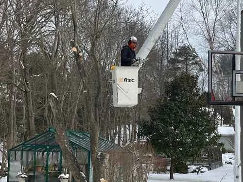 Perini Tree Contractors gallery 6