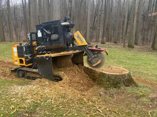 Perini Tree Contractors gallery 9