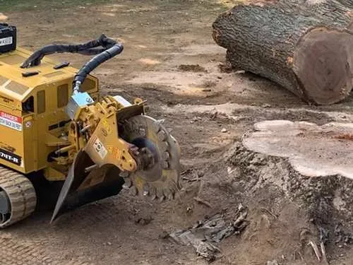 Perini Tree Contractors gallery 10