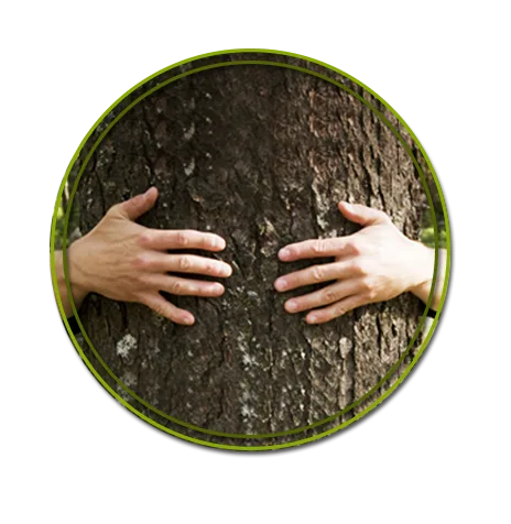 Piedmont Tree Experts gallery 2