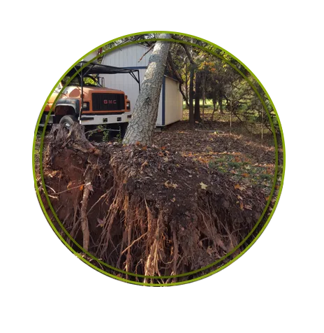 Piedmont Tree Experts gallery 3