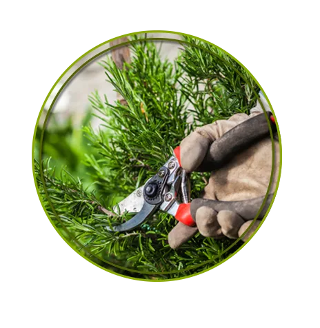 Piedmont Tree Experts gallery 4