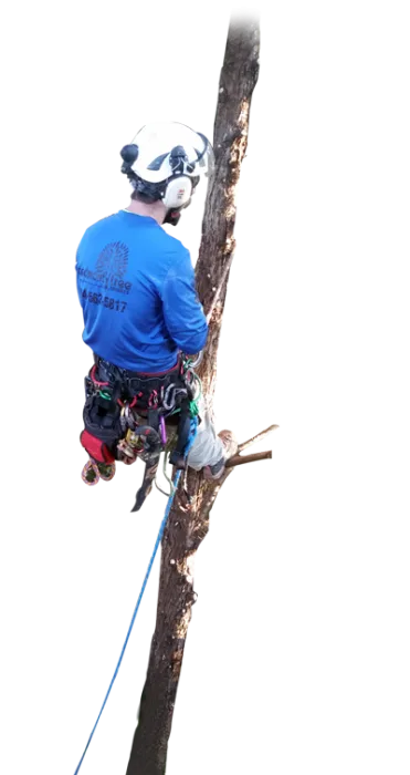 Piedmont Tree Experts gallery 6